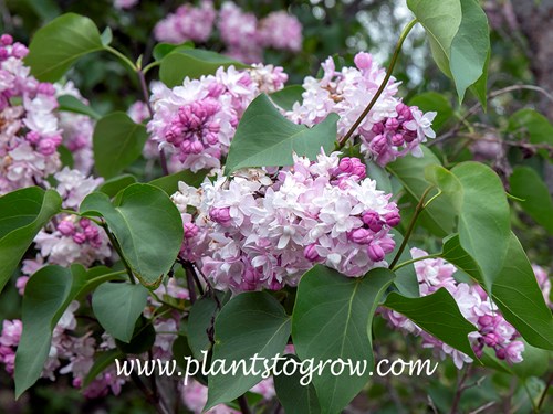 Sweetheart Lilac (Syringa x  hyacinthiflora)
(May 21)